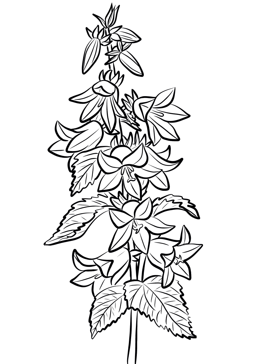 Nettle Leaved Bellflower Coloring Page Colouringpages