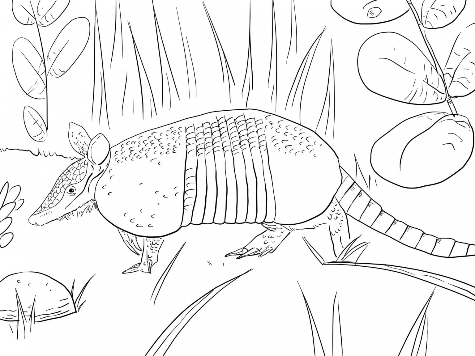 Nine Banded Armadillo Coloring Page ColouringPages