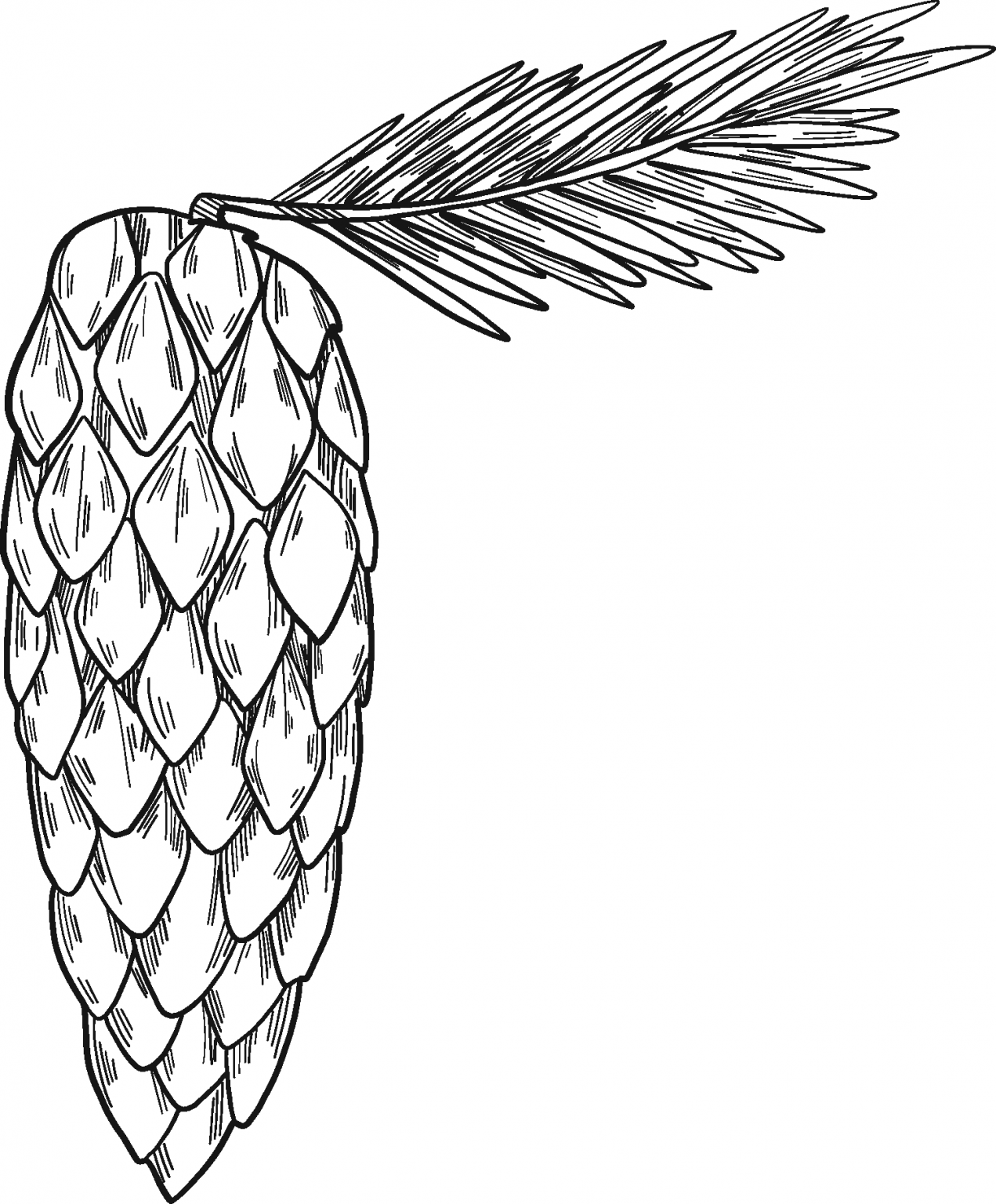 Pine Cone Coloring Page ColouringPages