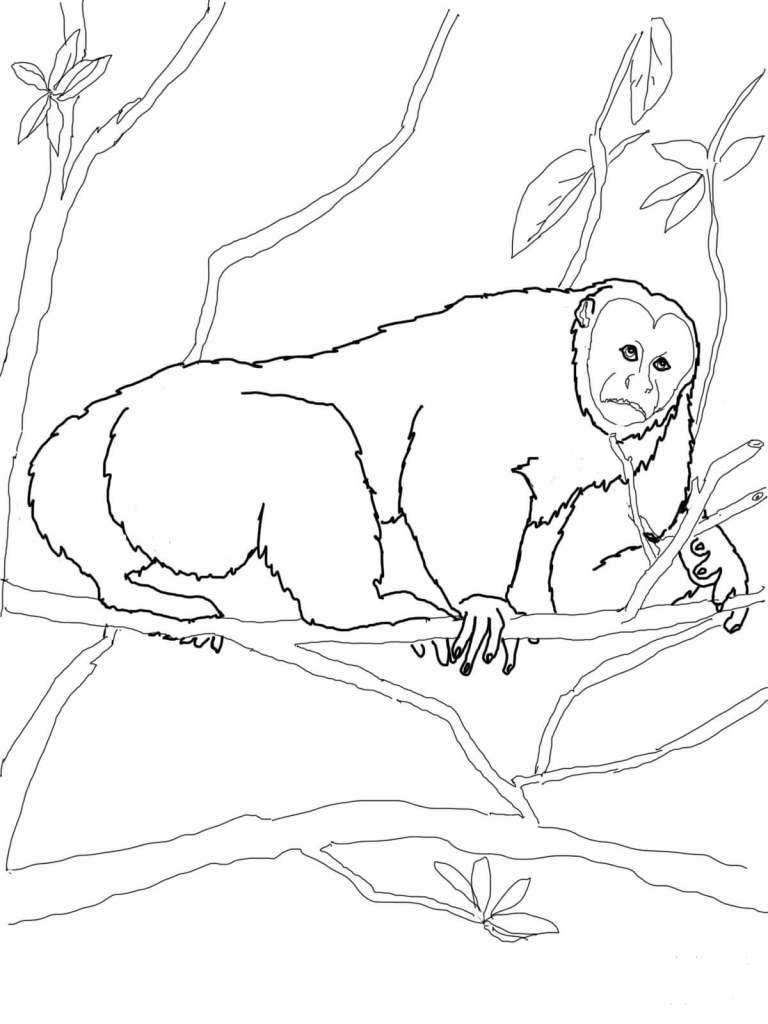 Uakari Monkey Coloring Page Colouringpages