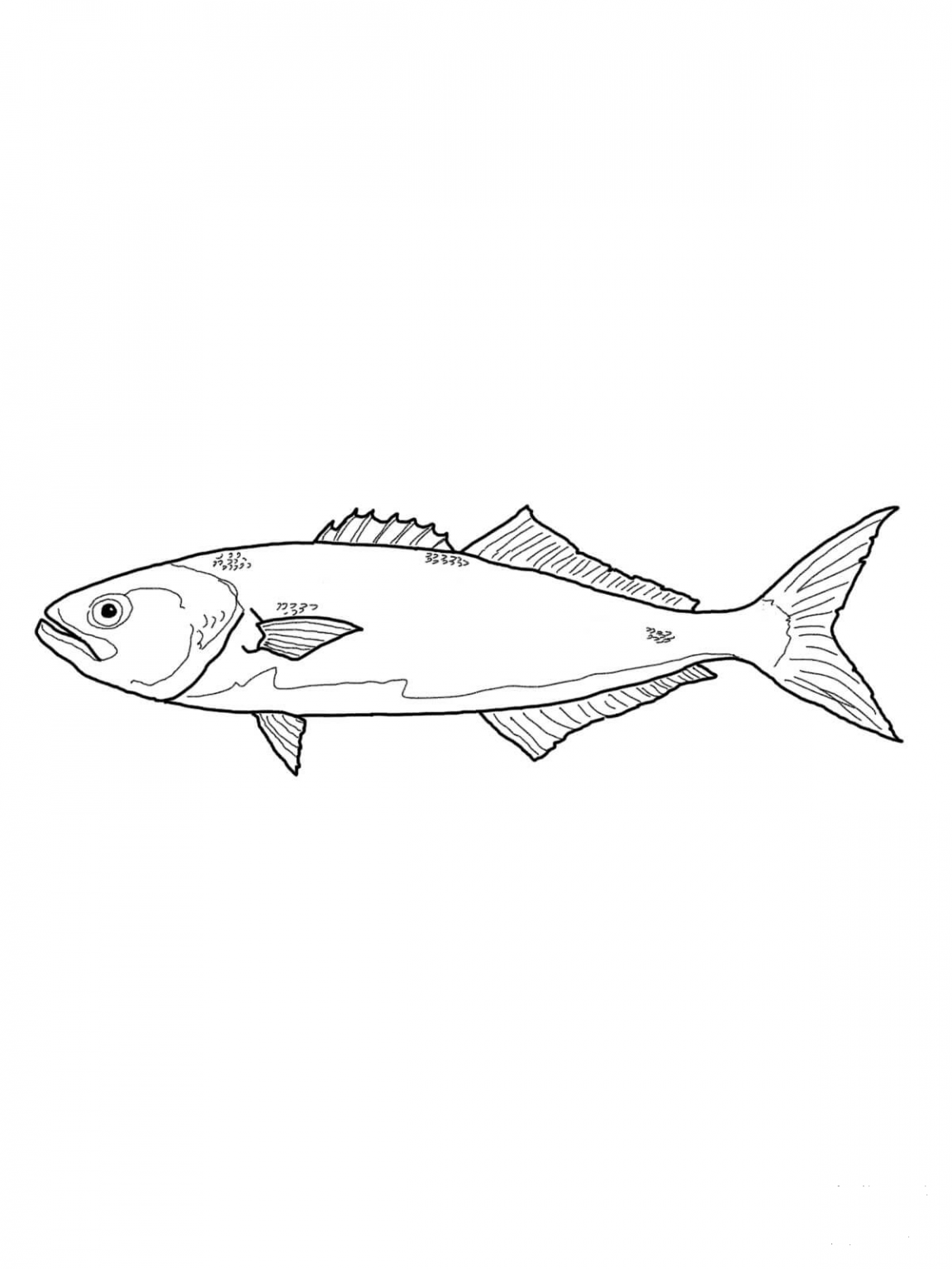 Bluefish Or Tailor Coloring Page Colouringpages