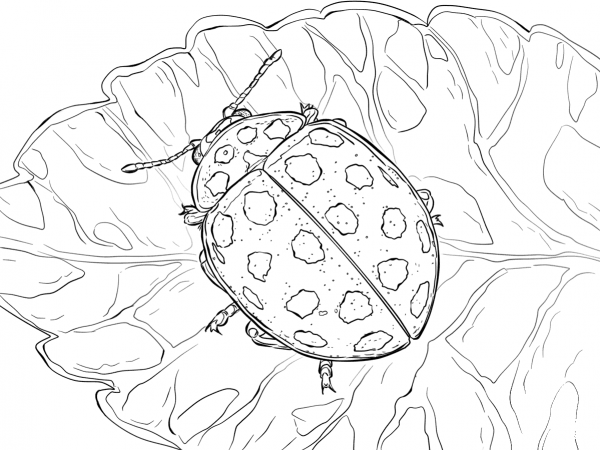 22 Spot Ladybird coloring page image