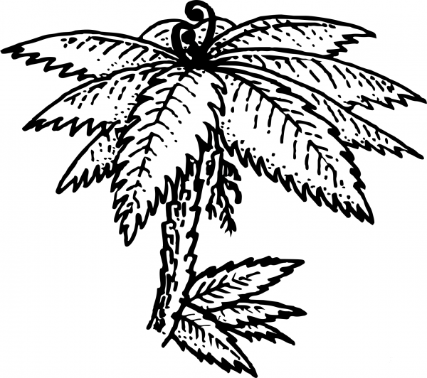A Punga Fern Tree coloring page image