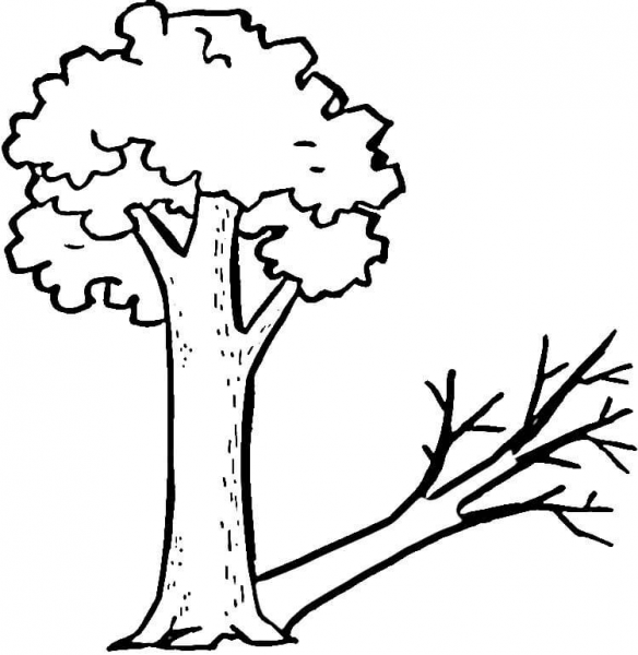 A tree and its strange shadow coloring page image