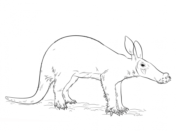 Aardvark coloring page image