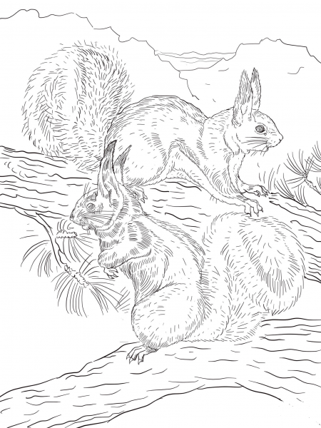 Abert’s and Kaibab Squirrels coloring page image