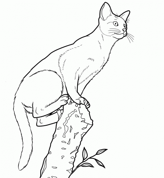 Abyssinian Cat  coloring page image