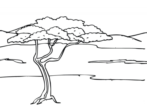 Acacia Tree in Savanna coloring page image