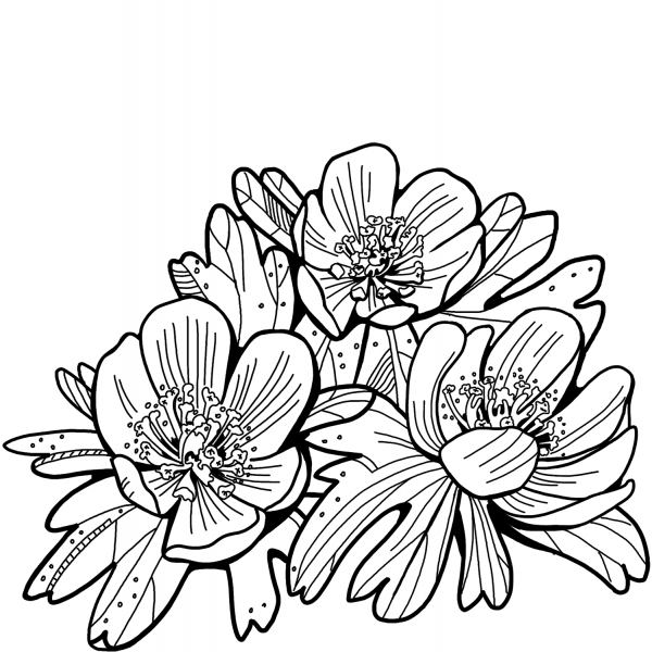 Aconite coloring page image
