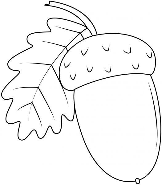 Acorn coloring page image