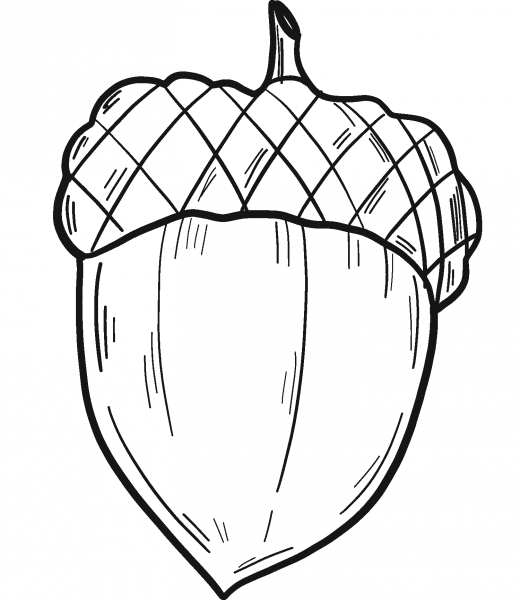 Acorn coloring page image