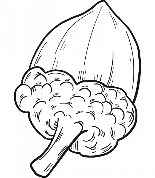 Acorn coloring page image