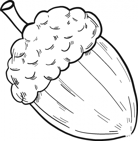 Acorn coloring page image