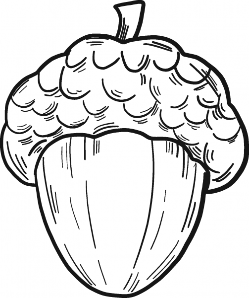 Acorn coloring page image