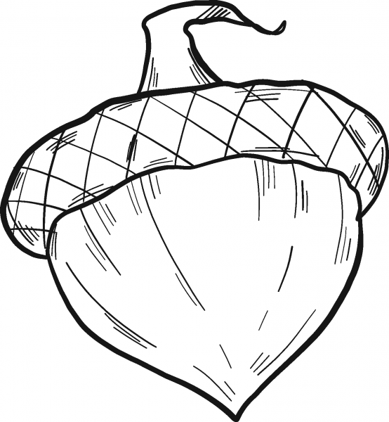 Acorn coloring page image