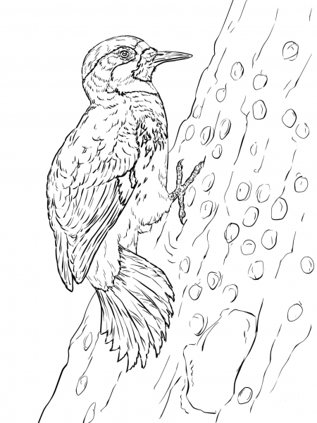 Acorn Woodpecker coloring page image