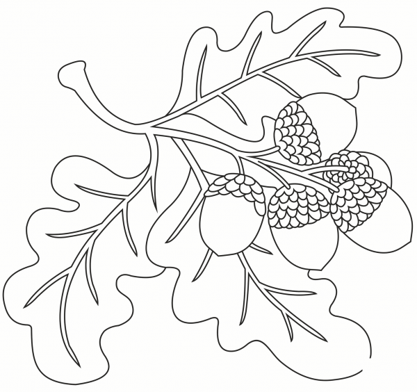 Acorns on oak branch coloring page image