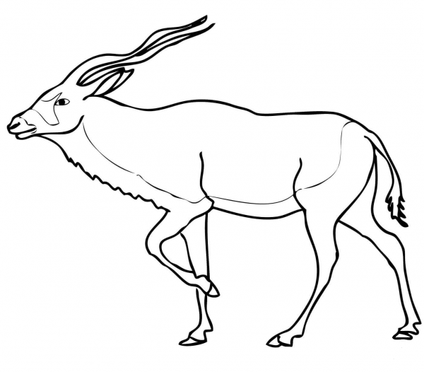 Addax Antelope coloring page image