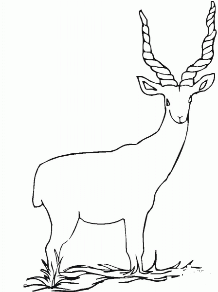 Addax coloring page image