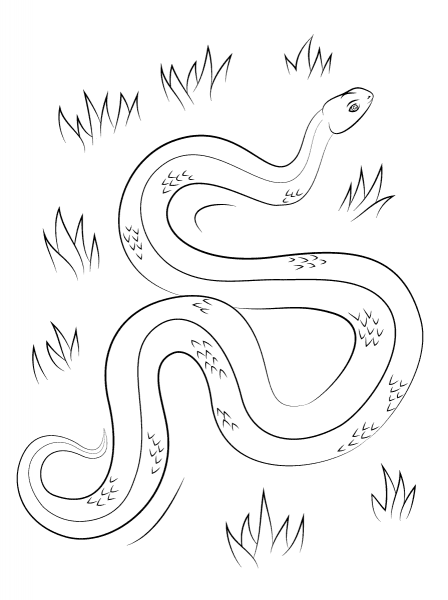 Adder coloring page image