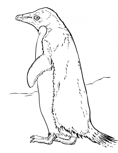 Adelie Penguin coloring page image