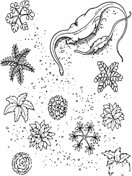 Adult and Baby Apatosaurus coloring page image