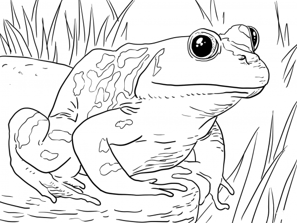 Adult Male American Bullfrog coloring page image