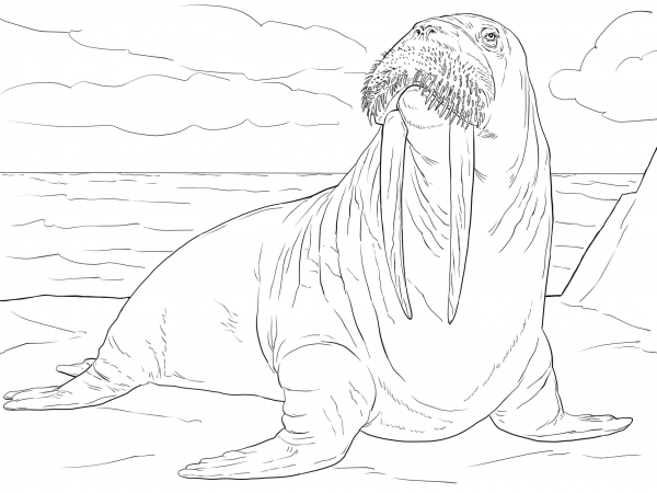 Adult Male Walrus coloring page image