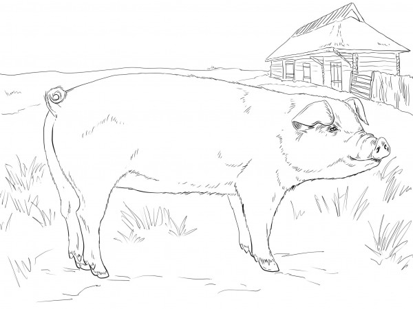 Adult Pig coloring page image