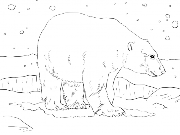 Adult Polar Bear coloring page image