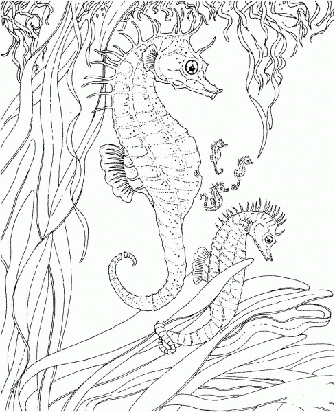 Adult Seahorse and Seahorse Babies coloring page image