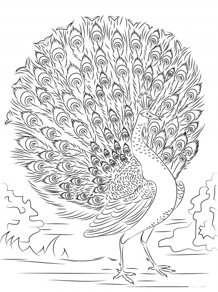 Advanced Peacock coloring page image