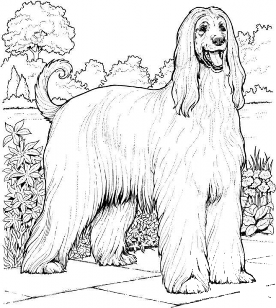 Afghan Hound  coloring page image