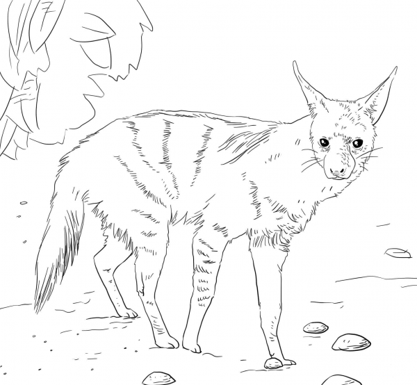 African Aardwolf coloring page image