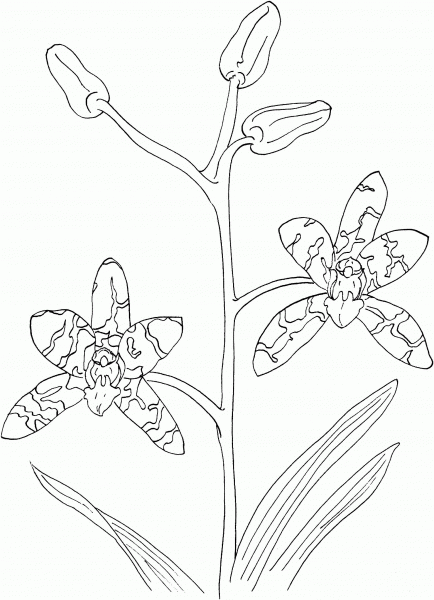 African Ansellia or Leopard Orchid coloring page image
