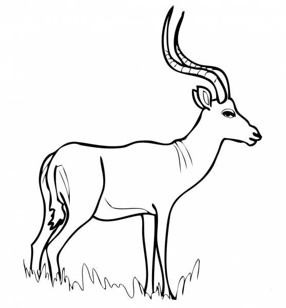 African Antelope Impala coloring page image