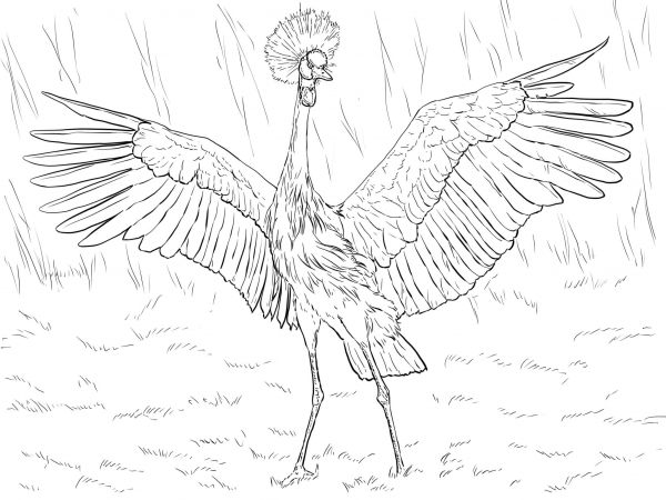 African Black Crowned Crane coloring page image