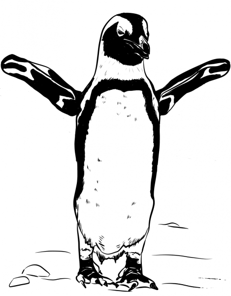 African black-footed penguin coloring page image