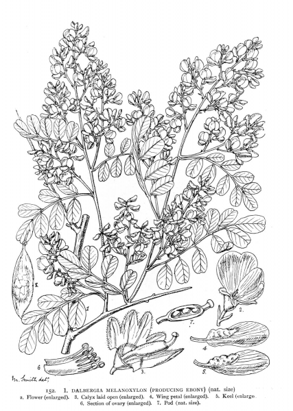 African Blackwood coloring page image