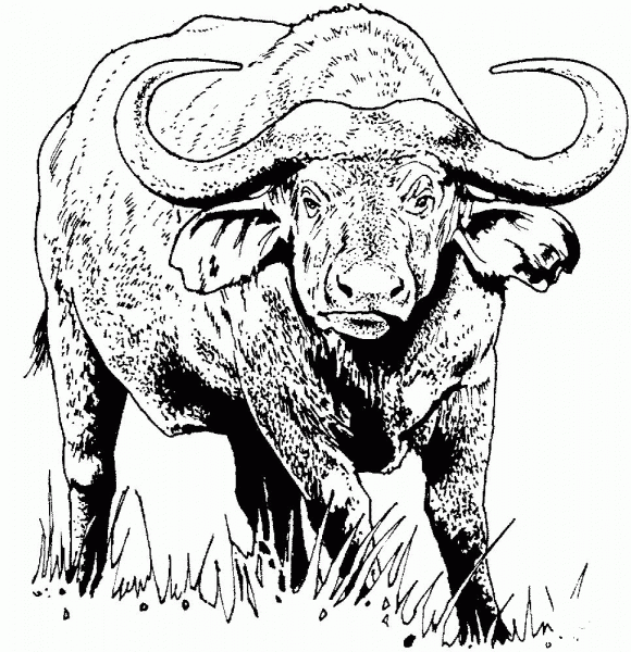 African buffalo (Cape buffalo) coloring page image