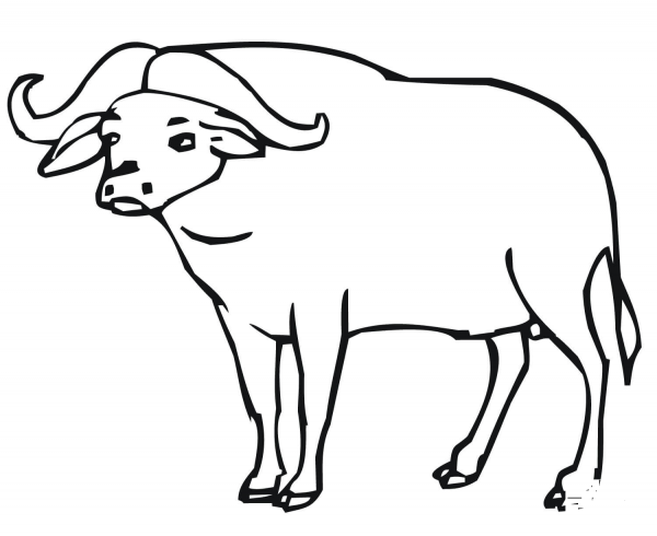 African Buffalo coloring page image