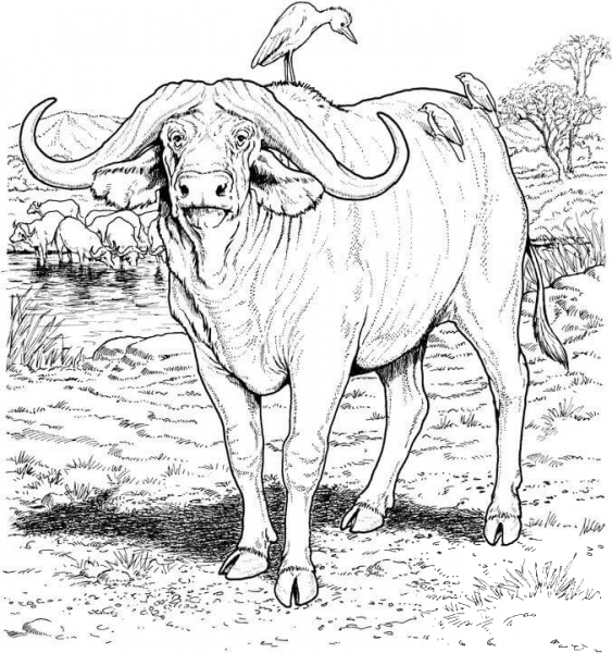 African buffalo coloring page image