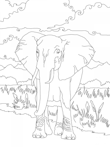African Bush Elephant coloring page image