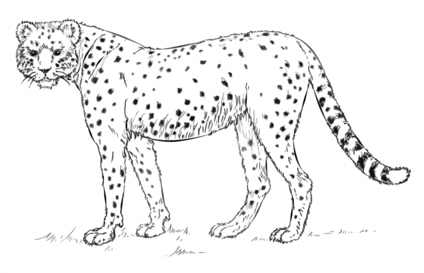 African cheetah  coloring page image