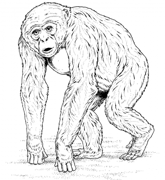 African Chimpanzee coloring page image