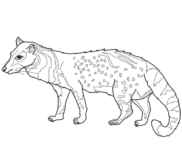 African Civet coloring page image