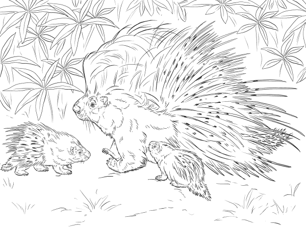 African Crested Porcupine coloring page image