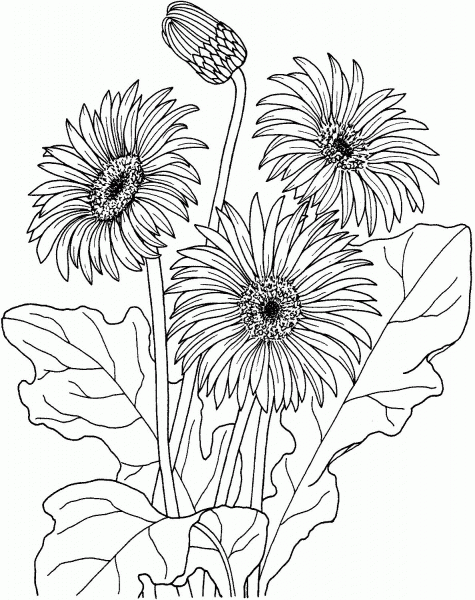 African daisy gerbera jamesonii coloring page image