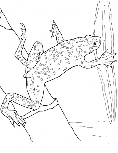 African Dwarf Frog coloring page image