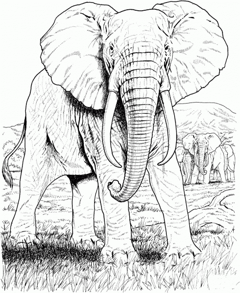 African Elephant coloring page image